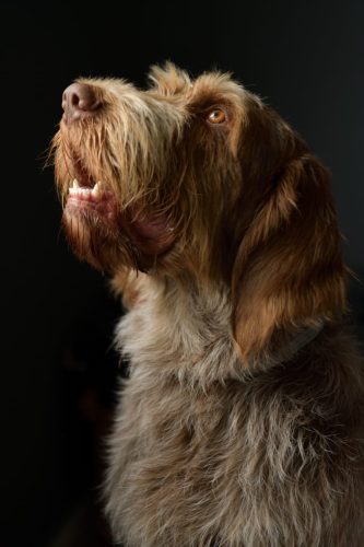 Archie-Die Bodenretter-Familie-Spinone